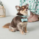 オーストレザーリボンペンダントカラー【名入れ彫刻対応】