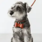 オーストレザーリボンペンダントカラー【名入れ彫刻対応】