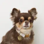 ギンガムチェックくまさんチャームカラー+リードSET【名入れ彫刻対応】