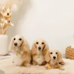 なみなみフラワーチャームレザーカラー【名入れ彫刻対応】