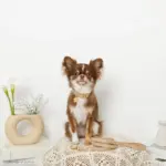 なみなみレザーリード