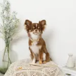 なみなみレザーリード