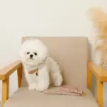 なみなみレザーリード