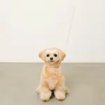 なみなみレザーリード