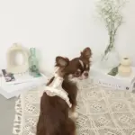 PUレザーテープハーネス+リードSET