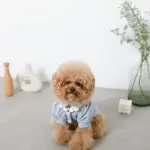 PUレザーテープハーネス+リードSET