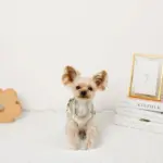 チューリップ柄ハーネス+リードSET【名入れ刺繍対応】