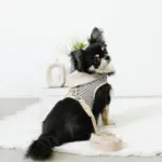 フード付きボーダーハーネス+リードSET【名入れ刺繍対応】