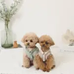 反射ほし柄ハーネス