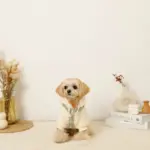 反射ほし柄ハーネス