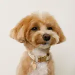 反射ほし柄バックルカラー【名入れ彫刻対応】