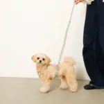 2way反射ほし柄リード