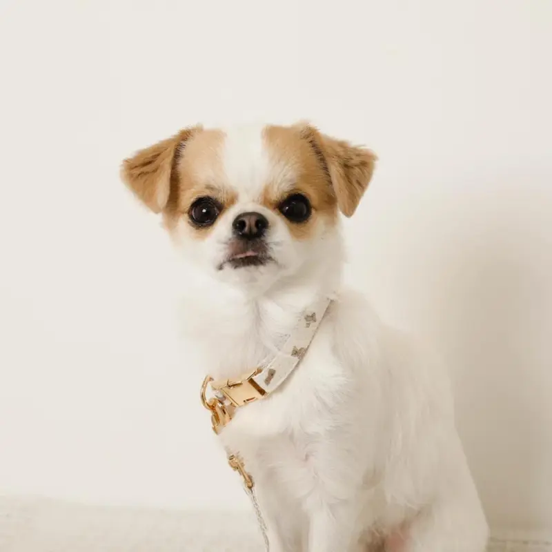 くまさんプリントバックルカラー＋リードSET【名入れ彫刻対応】