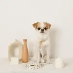 くまさんプリントバックルカラー＋リードSET【名入れ彫刻対応】