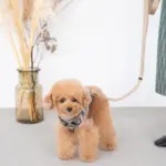 シンプルベーシックカラーリード