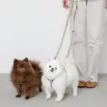 シンプルベーシックカラー継ぎ足しリード