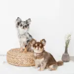 コードチョーカー