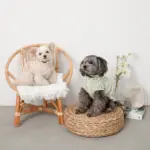 コードチョーカー