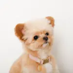 エコスエードカラー＋リードSET【名入れ彫刻対応】