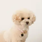 エコスエードカラー＋リードSET【名入れ彫刻対応】