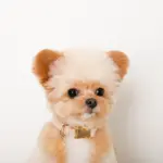 エコスエードカラー＋リードSET【名入れ彫刻対応】