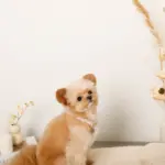 エコスエードカラー＋リードSET【名入れ彫刻対応】