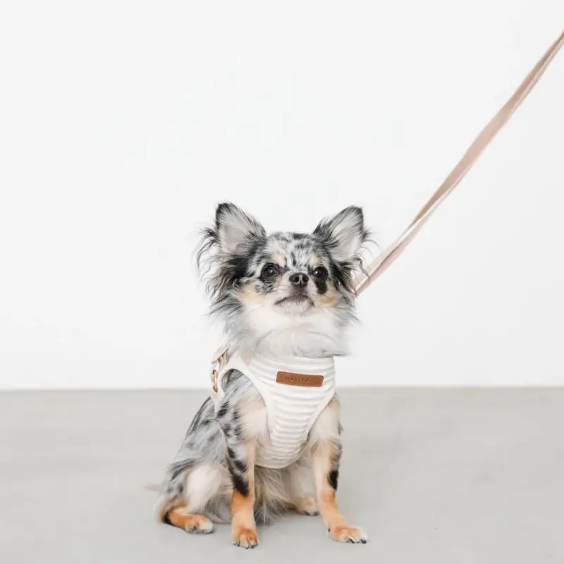 ボーダー冷感ハーネス＋リードSET【名入れ刺繍対応】