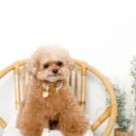 チェックカラー＋リードSET【名入れ彫刻対応】