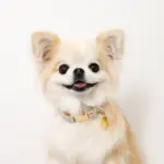 チェックカラー＋リードSET【名入れ彫刻対応】