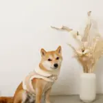 ムートン風ハーネス+リードSET【名入れ刺繍対応】