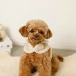 ムートン風ハーネス+リードSET【名入れ刺繍対応】