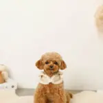 ムートン風ハーネス+リードSET【名入れ刺繍対応】