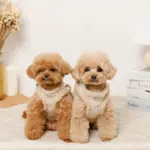 ひつじさん柄ハーネス＋リードSET【名入れ刺繍対応】