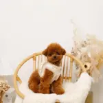 ひつじさん柄ハーネス＋リードSET【名入れ刺繍対応】