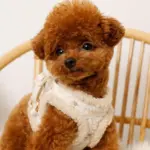 ひつじさん柄ハーネス＋リードSET【名入れ刺繍対応】