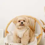 ひつじさん柄ハーネス＋リードSET【名入れ刺繍対応】