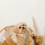 ひつじさん柄ハーネス＋リードSET【名入れ刺繍対応】