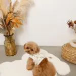 スカラップカラー花柄キルティングハーネス+リードSET【名入れ刺繍対応】