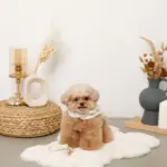 スカラップカラー花柄キルティングハーネス+リードSET【名入れ刺繍対応】