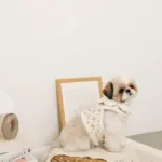 スカラップカラー花柄キルティングハーネス+リードSET【名入れ刺繍対応】