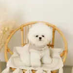 ボアウールハーネス