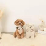 ファーフード付チェックハーネス+リードSET【名入れ刺繍対応】