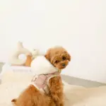 ファーフード付チェックハーネス+リードSET【名入れ刺繍対応】