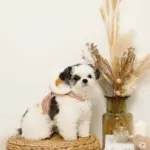 ファーフード付チェックハーネス+リードSET【名入れ刺繍対応】