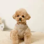 キルティングボアハーネス+リードSET【名入れ刺繍対応】