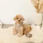 キルティングボアハーネス+リードSET【名入れ刺繍対応】