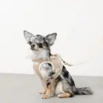 冷感メッシュハーネス+リードSET【名入れ刺繍対応】