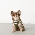 冷感メッシュハーネス+リードSET【名入れ刺繍対応】