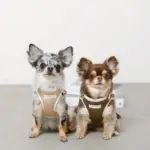 冷感メッシュハーネス+リードSET【名入れ刺繍対応】