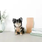 冷感メッシュハーネス+リードSET【名入れ刺繍対応】